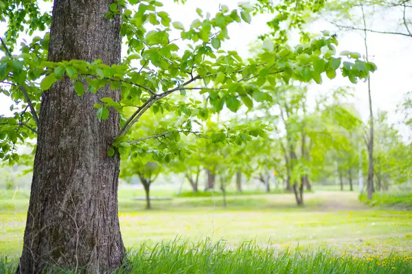 Güzel taze yeşillikleri olan bir park.