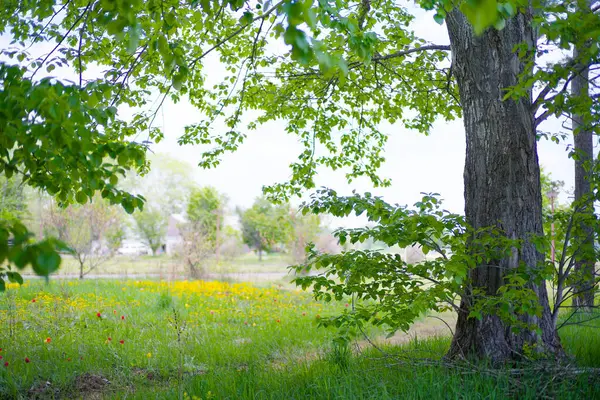 Güzel taze yeşillikleri olan bir park.