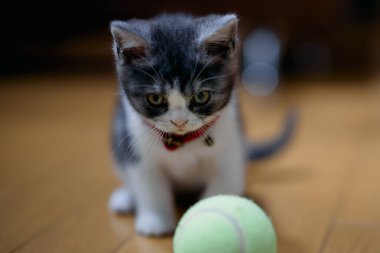 bir top oynayan kedi