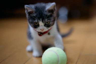 bir top oynayan kedi