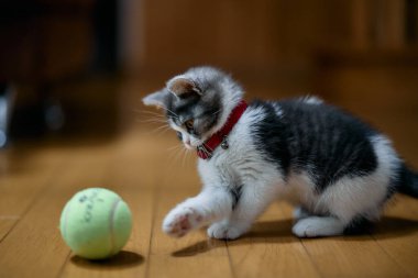 bir top oynayan kedi