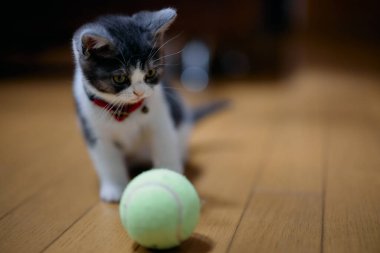 bir top oynayan kedi