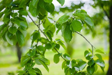 Güzel taze yeşillikleri olan bir park.