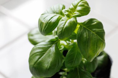 Baharat pişirmek için fesleğen yaprağı