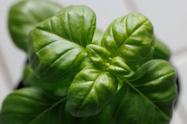 Baharat pişirmek için fesleğen yaprağı