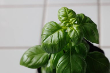 Baharat pişirmek için fesleğen yaprağı