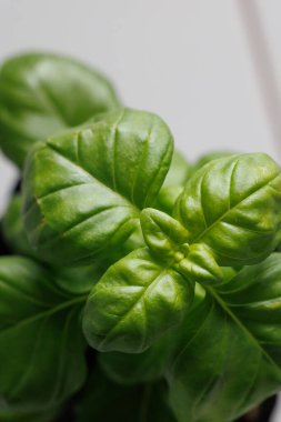 Baharat pişirmek için fesleğen yaprağı