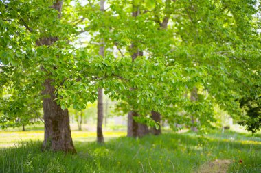 Güzel taze yeşillikleri olan bir park.