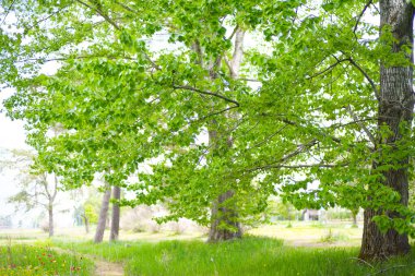 Güzel taze yeşillikleri olan bir park.