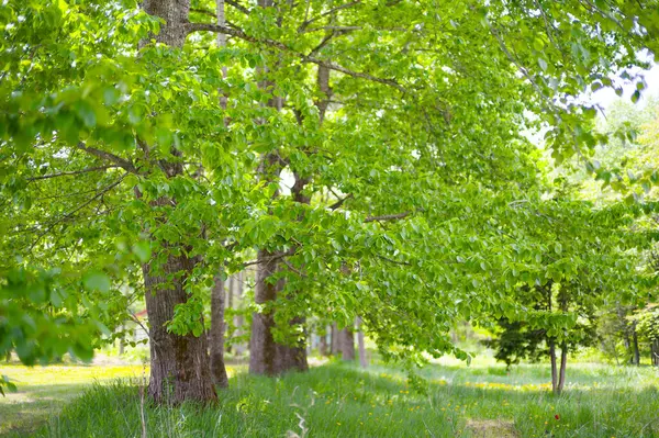 Güzel taze yeşillikleri olan bir park.