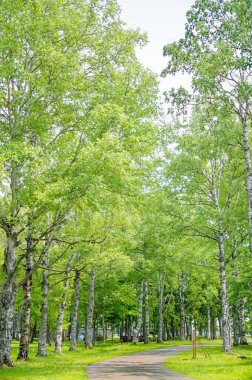 Yaz Hokkaido 'sunda Midorigaoka Parkı