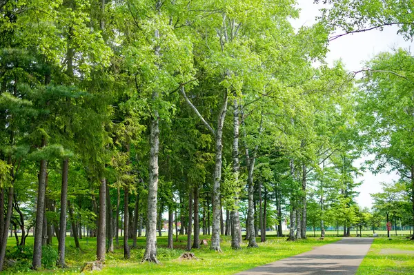 Yaz Hokkaido 'sunda Midorigaoka Parkı