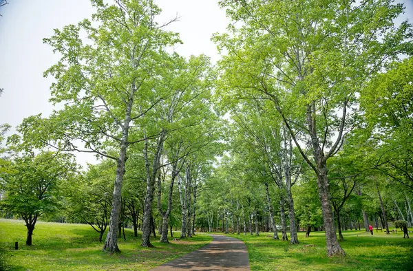 Yaz Hokkaido 'sunda Midorigaoka Parkı