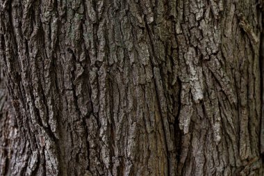 Arkaplan için ahşap yüzeyi kapat