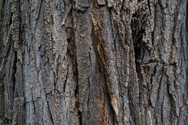 Arkaplan için ahşap yüzeyi kapat