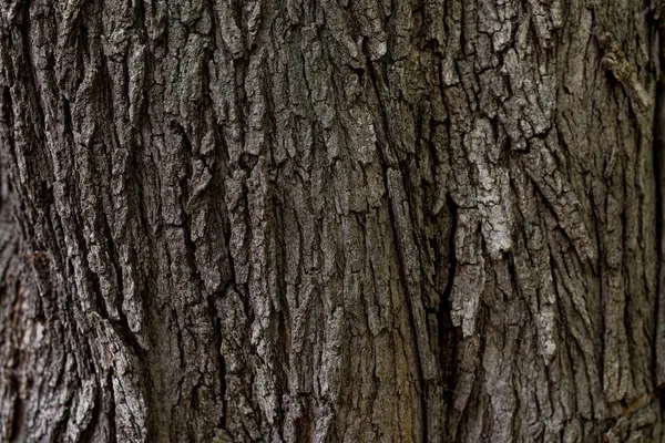 Arkaplan için ahşap yüzeyi kapat