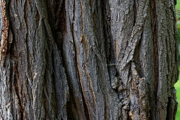 Arkaplan için ahşap yüzeyi kapat