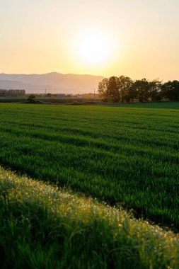 Hokkaido 'da günbatımı ve alan