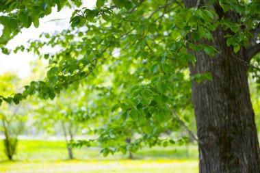 Güzel taze yeşillikleri olan bir park.
