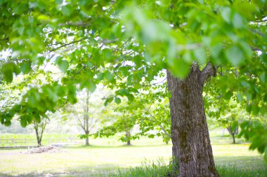 Güzel taze yeşillikleri olan bir park.