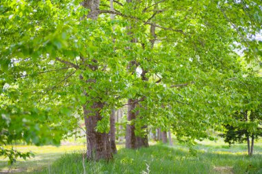Güzel taze yeşillikleri olan bir park.