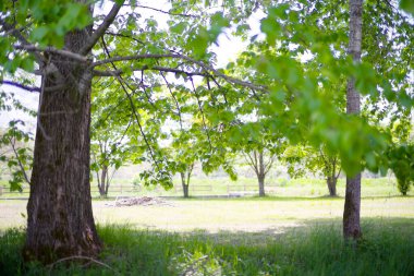 Güzel taze yeşillikleri olan bir park.