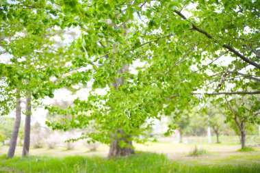 Güzel taze yeşillikleri olan bir park.