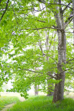 Güzel taze yeşillikleri olan bir park.