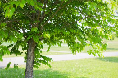 Güzel taze yeşillikleri olan bir park.