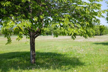 Güzel taze yeşillikleri olan bir park.