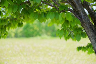 Güzel taze yeşillikleri olan bir park.