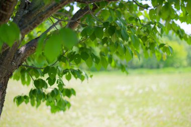 Güzel taze yeşillikleri olan bir park.