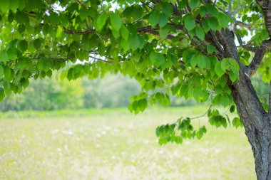 Güzel taze yeşillikleri olan bir park.