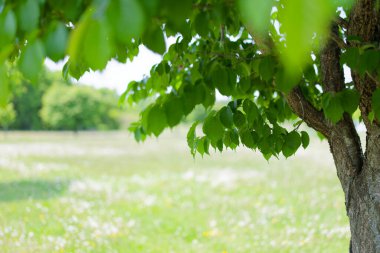 Güzel taze yeşillikleri olan bir park.