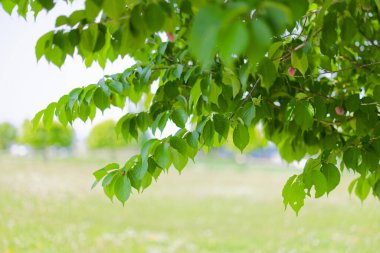 Güzel taze yeşillikleri olan bir park.