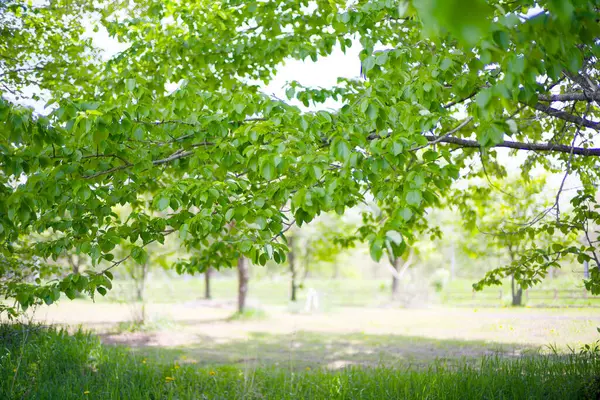 Güzel taze yeşillikleri olan bir park.