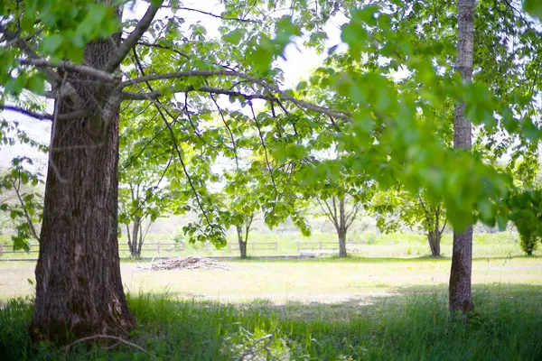 Güzel taze yeşillikleri olan bir park.