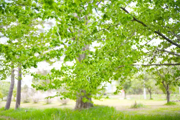 Güzel taze yeşillikleri olan bir park.