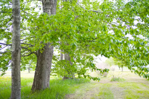 Güzel taze yeşillikleri olan bir park.