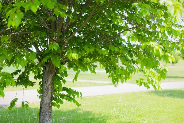 Güzel taze yeşillikleri olan bir park.