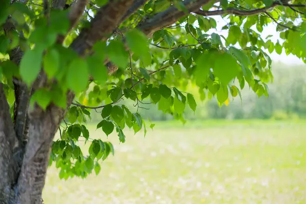 Güzel taze yeşillikleri olan bir park.