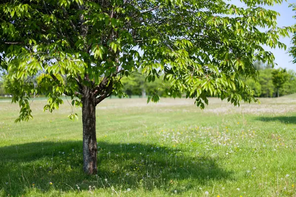 Güzel taze yeşillikleri olan bir park.