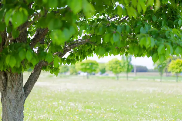 Güzel taze yeşillikleri olan bir park.