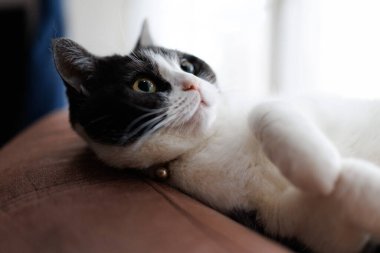 Kedi odaya bakıyor.