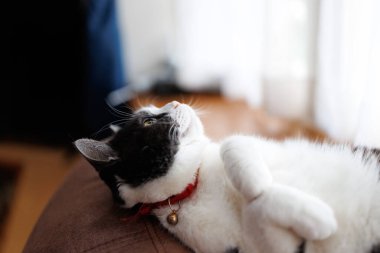 Kedi odaya bakıyor.