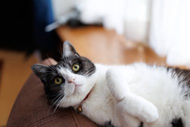 Kedi odaya bakıyor.