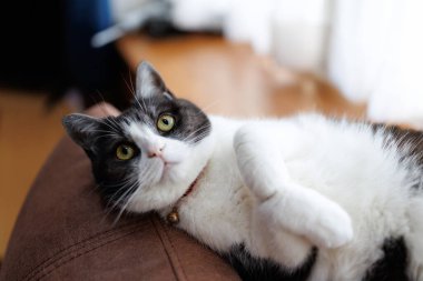 Kedi odaya bakıyor.