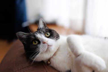 Kedi odaya bakıyor.