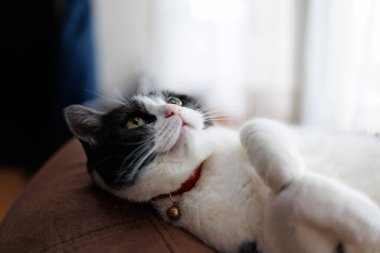 Kedi odaya bakıyor.