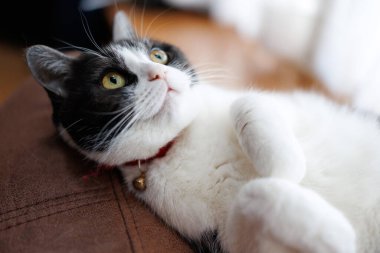 Kedi odaya bakıyor.